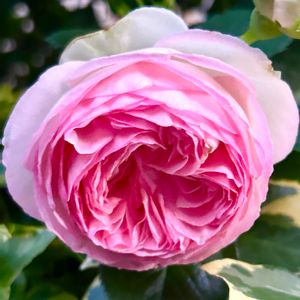 ピエールドロンサール,花のある暮らし,おうち園芸,薔薇とばらとバラ,小さな庭の画像