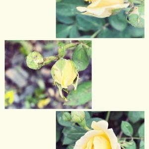 ムラサキツユクサ,植物中毒,クリーム色のバラ,今日の一枚❤,お花は癒しの画像