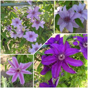 愛しの紫♡,広い庭,家庭菜園の画像