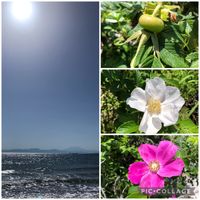 ハマナス,ハマナス,花言葉,海辺,花いろいろの画像