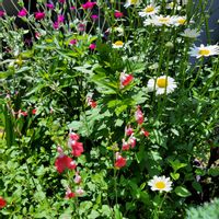 チェリーセージ,フランネル草,フランス菊の画像