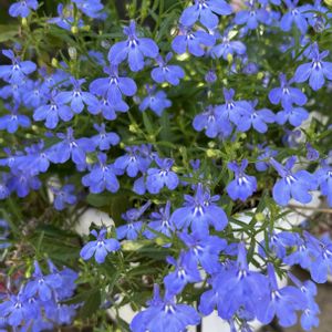鉢植え,我が家の花達,青い花マニア,おうち園芸,チーム・ブルーの画像
