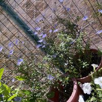 ペチュニア,ブルーデイジー( ),小さい庭,美しく青きドヨウ,その後　( )の画像
