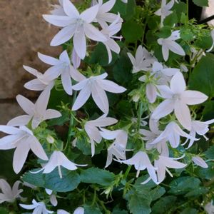 カンパニュラアルペンホワイト,白い花,小さな庭の画像