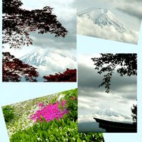 スズラン,芝桜,GS映え,GS日和,美しい富士山の画像