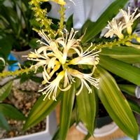 ドラセナ ソングオブジャマイカ,観葉植物,白い花,ダイソー産,ドラセナ属の画像