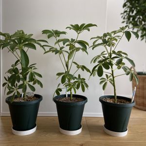 シェフレラ,シェフレラ,観葉植物,植え替え,DAISOの画像