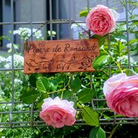 薔薇 ピエールドゥロンサール,ハンドメイド,ガーデニング,手作り,花のある暮らしの画像