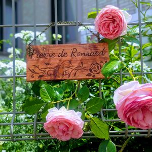 薔薇 ピエールドゥロンサール,ハンドメイド,ガーデニング,手作り,花のある暮らしの画像