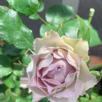 リンボ,ラフィネポルテ,ラピスヴェール,バラ 鉢植え,ばら バラ 薔薇の画像