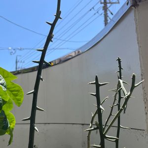 アデニア グロボーサ,塊根植物,コーデックス,挿し木,アデニア属の画像