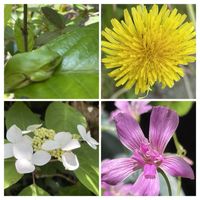 オステオスペルマム,草花,ムラサキカタバミ,紫陽花  エンドレスサマー,八重ムラサキカタバミの画像