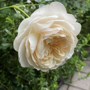 品種不明のバラ,開花,小さな庭の画像