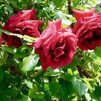 バラ　クリムゾン グローリー,地植え,ガーデニング,花のある暮らし,ばら バラ 薔薇の画像