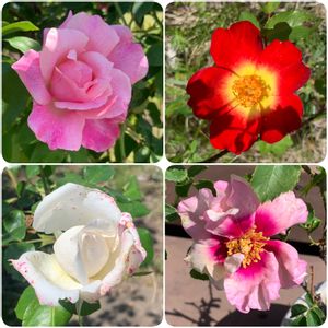ガーデニング,花のある暮らし,ナチュラルスタイル,薔薇のある暮らし♡,おうち園芸の画像