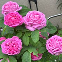 薔薇,ピンクのバラ,コンテス・セシル・ドゥ・シャブリアン,コンテス・セシル・ドゥ・シャブリアン,地植えの画像