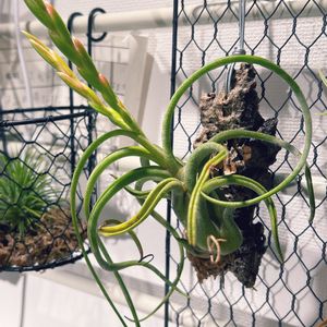 チランジア,エア プランツ,観葉植物,開花,成長記録の画像