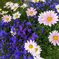 マーガレット,ロベリア,寄せ植え,癒し,可愛い花の画像