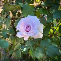 カモミール,バラ,浜名湖ガーデンパーク,ばら バラ 薔薇,浜名湖花博2024の画像