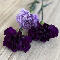 カーネーション ムーンダスト,切り花,ガーデニング,紫の花,母の日の画像