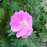 ゲラニウム,ピンクの可愛いお花,花のある暮らし♡,鉢植えの花,おうち園芸の画像