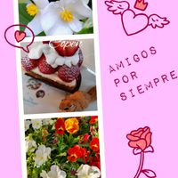 パンジー・ビオラ,ベゴニア,小さな幸せ♡,GSに感謝。,今日のお花の画像