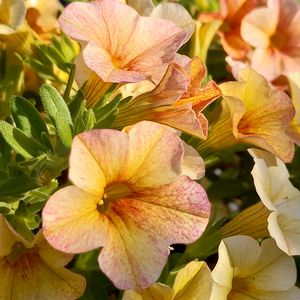 カリブラコア,ミリオンベル,鉢植え,ガーデニング,黄色い花の画像