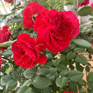 バラ マイローズ,赤い花,ばら バラ 薔薇,ロサ　オリエンティス,#住友化学園芸の画像