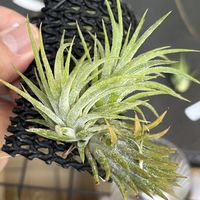 イオナンタ,チランジア属,インテリアグリーン,植物のある暮らし,エアープランツ/チランジアの画像