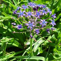 ヤグルマギク,フレンチラベンダー,オオツルボ,紫の花,花散歩の画像