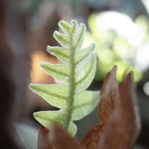 斑入り,ドリナリア クエルシフォリア,ドリナリア クエルシフォリア,カザリシダ,観葉植物の画像