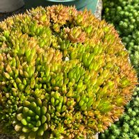 ツメレンゲ,昭和,多肉植物,多肉植物のある暮らし,succulentの画像