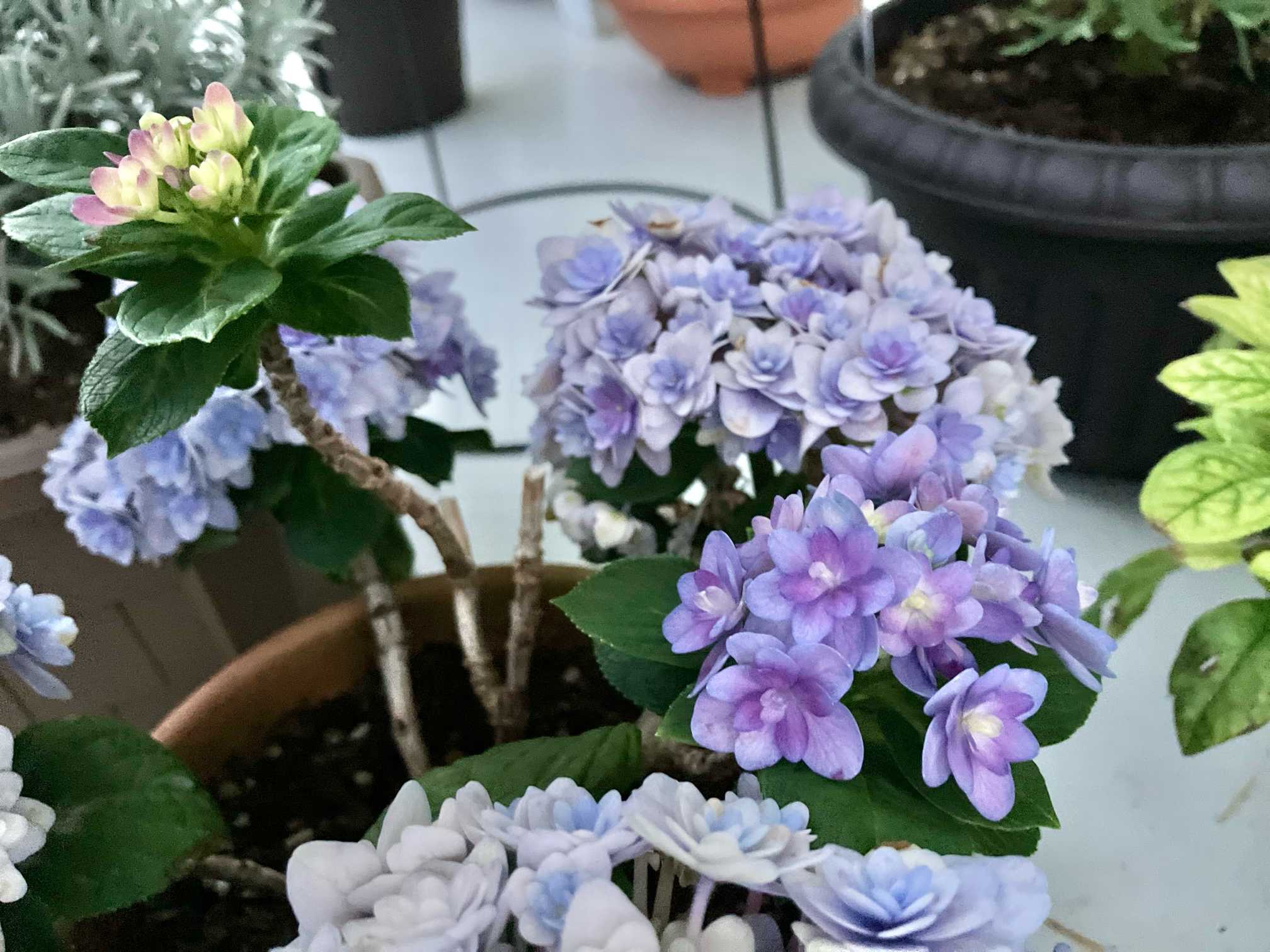 紫陽花ごきげんよう|🍀GreenSnap(グリーンスナップ) 紫陽花ごきげんよう|🍀GreenSnap(グリーンスナップ)