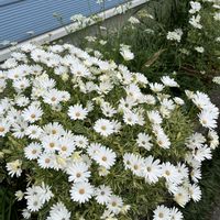 オステオスペルマム,オルレア,鉢植え,地植え,白い花の画像