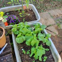シソ,ミニトマト,おうち園芸,小さな庭の画像