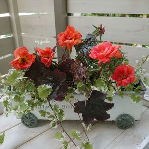 マツバボタン,寄せ植え,マイガーデン,庭の花,今日の花の画像
