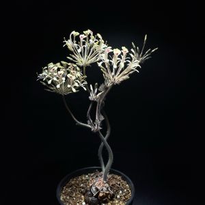 ペラルゴニウム,ペラルゴニウム トリアンドラム,塊根植物,満開,ペラルゴニウム属の画像