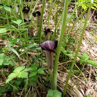 ウラシマソウ,浦島草の画像