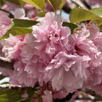 八重桜,八重桜,カキドオシ,カキドオシ,ヤエヤマブキ（八重山吹）の画像