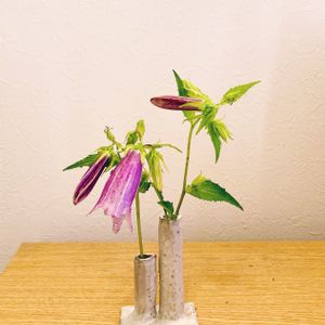 ホタルブクロ,花のある暮らし,自己流,GS映え,手作り花瓶の画像