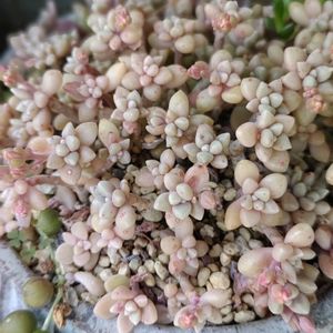 エケベリア,多肉植物,セダム属,ネコ好き,群生の画像