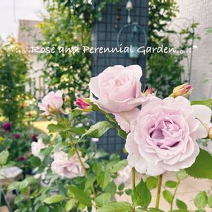 ナチュラルガーデン,イングリッシュガーデン,宿根草の庭,ばら バラ 薔薇,おうち園芸の画像