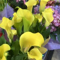 カラー,散歩,黄色い花,癒し,iPhone撮影の画像