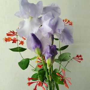 ジャーマンアイリス,ハニーサックル,ツルヌキニンドウ,切り花を楽しむの画像
