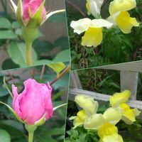 キンギョソウ,オステオスペルマム,バラ フィネス,鉢植え,花のある暮らしの画像