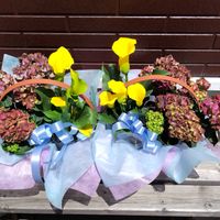 カラー,プレゼント,母の日,季節の花,紫陽花 アジサイ あじさいの画像