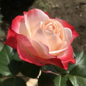 薔薇,薔薇 ノスタルジー,薔薇 ノスタルジー,地植え,庭の画像