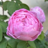 ガーデニング,ピンクの花,シェードガーデン,放置栽培,ばら バラ 薔薇の画像