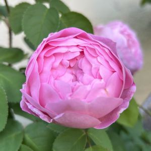 ガーデニング,ピンクの花,シェードガーデン,放置栽培,ばら バラ 薔薇の画像