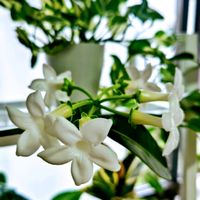 マダガスカルジャスミン,花が咲いた,わが家の観葉植物❢,観葉植物のある暮らし,つるせい植物の画像